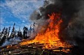 In order to kill the beetle, which burrows in between the bark and the cambiam of pine tree, all of the bark must be burnt off the trees. Around 25,000 British Columbian families have either lost their primary income, are at risk of doing so, or have been otherwise effected due to the effects of the pine beetle on the forest industry.: by benjamin_louwerse, Views[734]