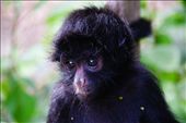 A beautiful wide-eyed baby spider monkey in the forests of Bolivia: by benjaminl, Views[1649]