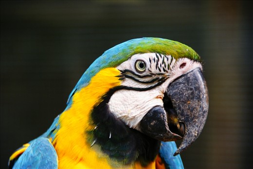 A stunning Blue Macaw from the jungles of amazing Bolivia