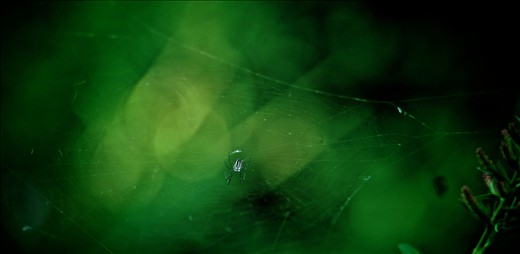 Spider hiding in the garden. This spider gave it's own spin on decorating.