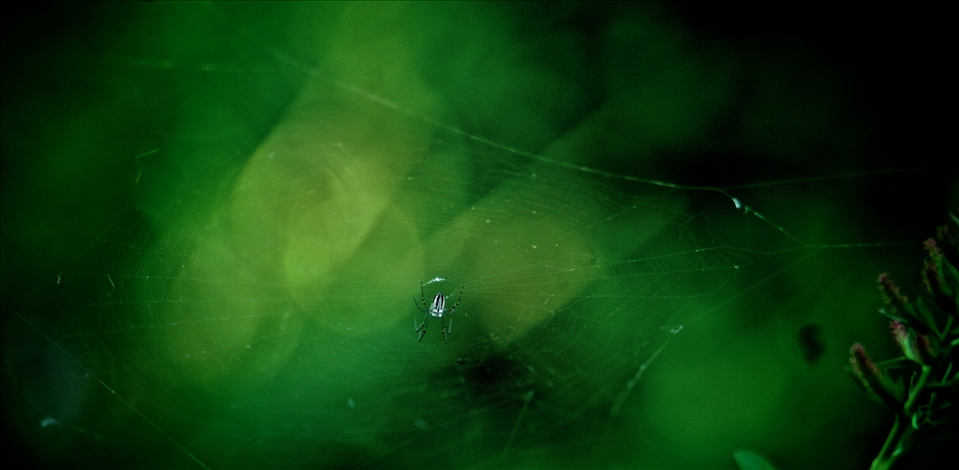 Spider hiding in the garden. This spider gave it's own spin on decorating.