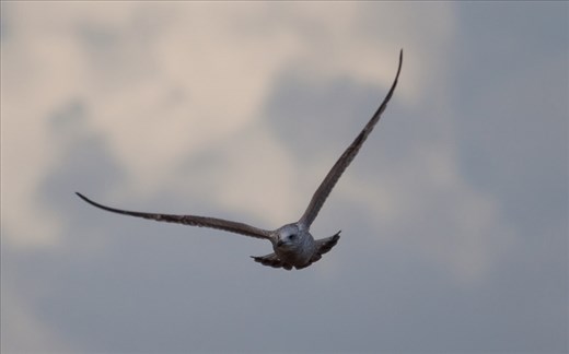 Seagull, Donna Nook, UK