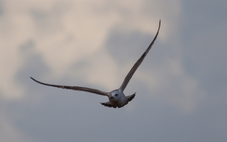 Seagull, Donna Nook, UK