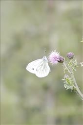 This butterfly caught my eye, Warcop, Scotland, UK: by bennyboo, Views[217]