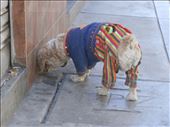 Who is dressing the stray dogs of La Paz?: by bennylunes, Views[202]