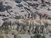Vicunas, Atacama Desert. Similar to llamas but only vicunas are found at this altitude (4500 metres).: by bennylunes, Views[384]