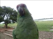 Cheeky bugger.: by bennylunes, Views[243]
