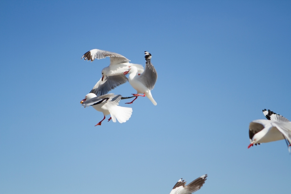 Was walking around Eastern Beach in New Zealand and snap this gull's trying to fight for the food.