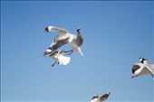 Was walking around Eastern Beach in New Zealand and snap this gull's trying to fight for the food.: by benz, Views[271]