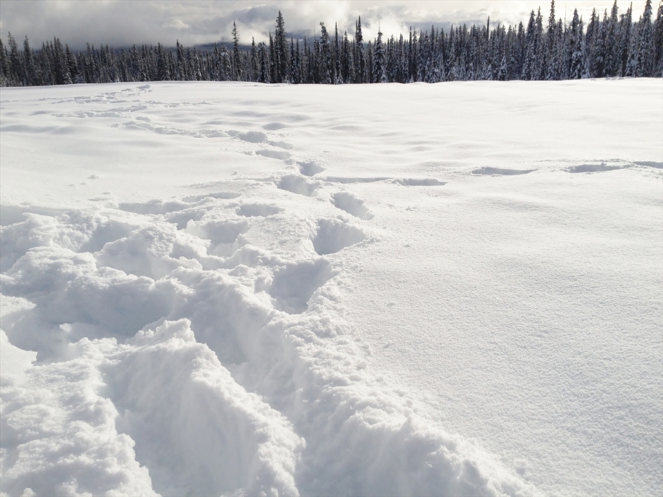Footprints in a field of fresh powder snow, surrounded by the forest. A winter playground.
