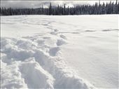 Footprints in a field of fresh powder snow, surrounded by the forest. A winter playground.: by beren, Views[1456]
