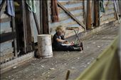 Little Boy in Shearing Shed: by bernadette, Views[277]