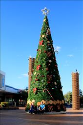 Weihnachtsbaum in Rotorua: by bernardmarlenlilly, Views[748]