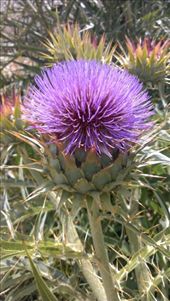 Scottish thistle growing on empty block next to caravan repair depot : by bevandbruno, Views[248]