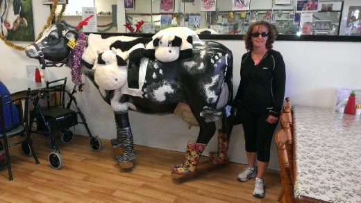 Cow in Cow-Café in Hamilton Vic.