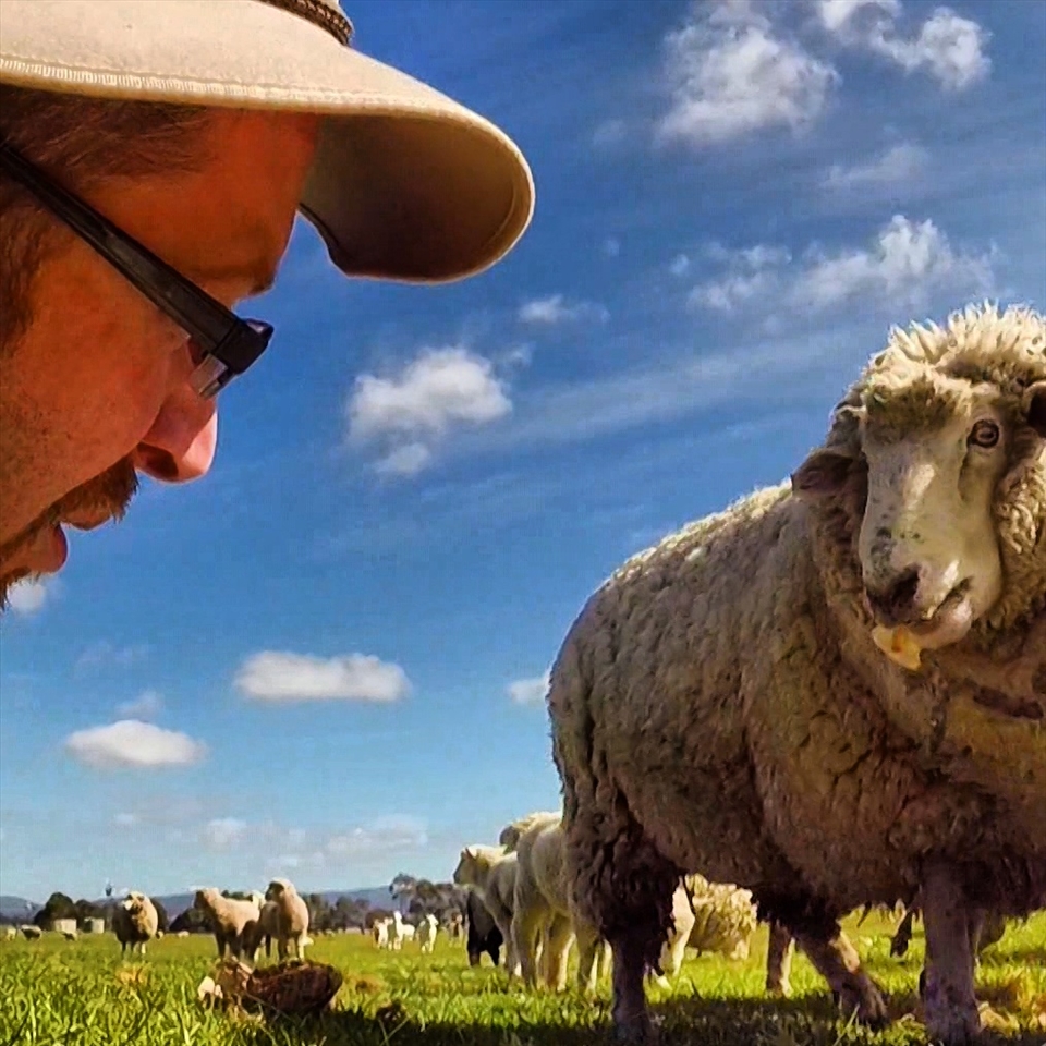 hank the sheep from the same paddock as the rabbits