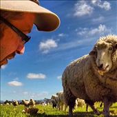 hank the sheep from the same paddock as the rabbits: by bevanvahland, Views[251]
