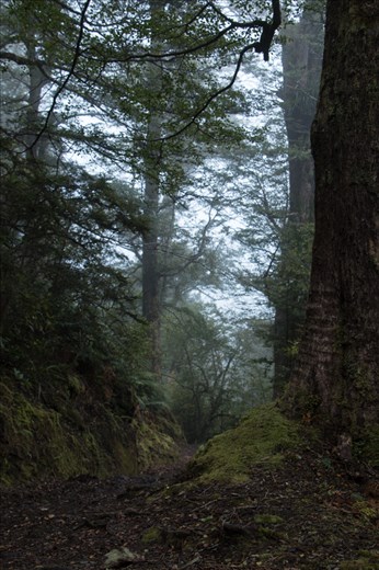 The lower foliage was thick and damp, and made for a tough climb.