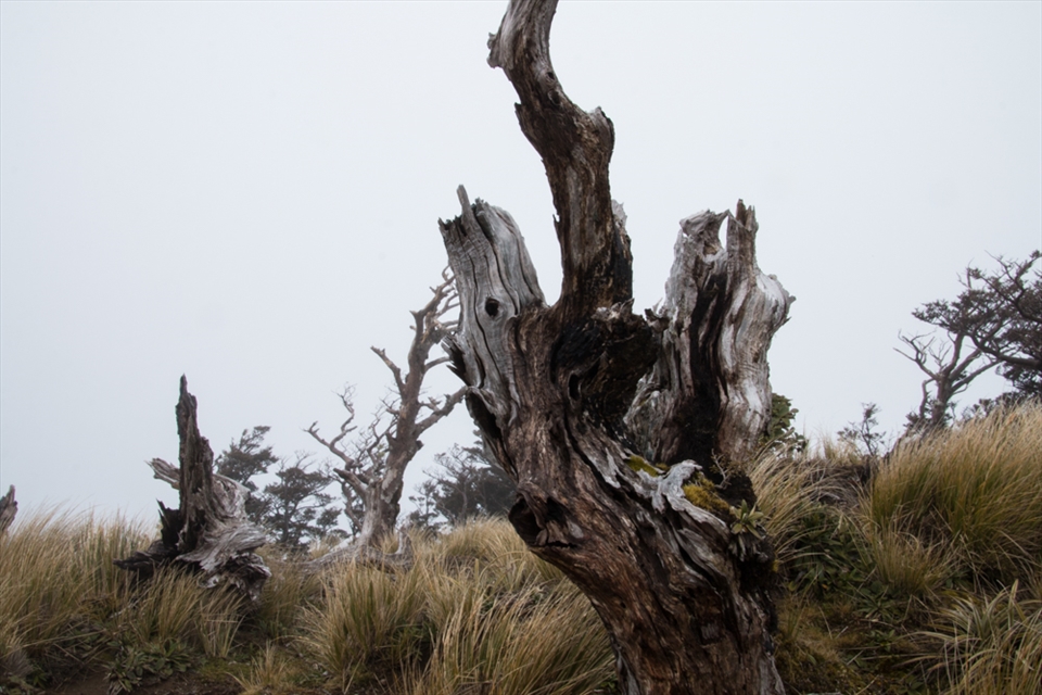 As we climbed higher, the landscape opened up, and wildlife decreased.