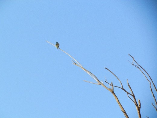 A few minutes’ drive from the desert jaunt scene, I saw this lone bird perched on this lone tree. It was winter, and the trees, very few and far between, were all denuded of their leaves. What a precarious life the bird must be living!