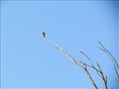 A few minutes’ drive from the desert jaunt scene, I saw this lone bird perched on this lone tree. It was winter, and the trees, very few and far between, were all denuded of their leaves. What a precarious life the bird must be living!: by beyondphotos, Views[170]