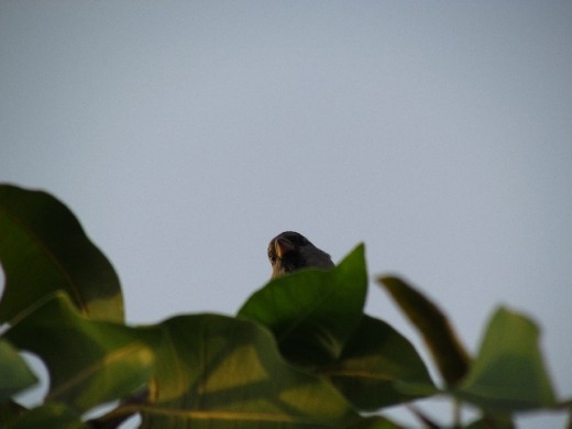 Same place in Riyadh. With all the lush greenery around, this bird must be living in the lap of luxury, a far cry from the lone bird on the lone tree.