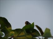 Same place in Riyadh. With all the lush greenery around, this bird must be living in the lap of luxury, a far cry from the lone bird on the lone tree.: by beyondphotos, Views[239]