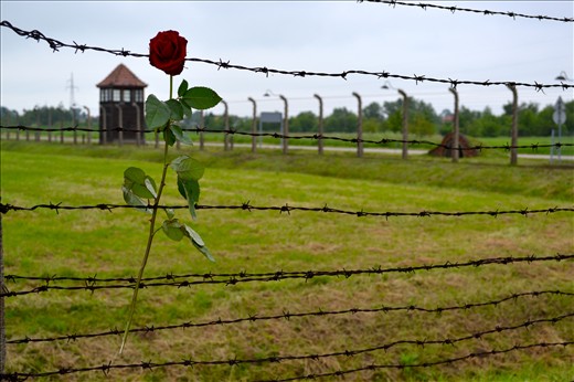 Auschwitz the 'camp of horrors' is now a museum where hundreds of people come from all over to remember those who suffered.
