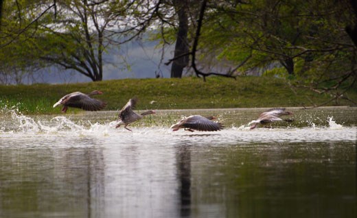 Here, more than 350 varieties of birds, such as the Greylag geese, take refuge.
