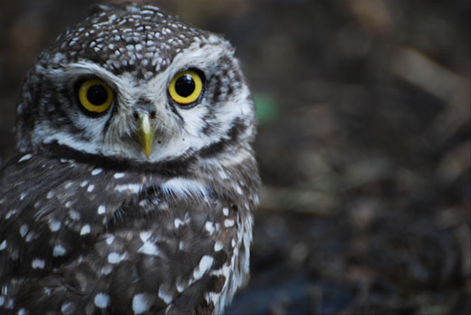 Despite the numbers, in order to really see the rarer species, such as this Spotted Owlet, you have to immerse in nature. 