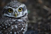 Despite the numbers, in order to really see the rarer species, such as this Spotted Owlet, you have to immerse in nature. : by bhaskar, Views[322]