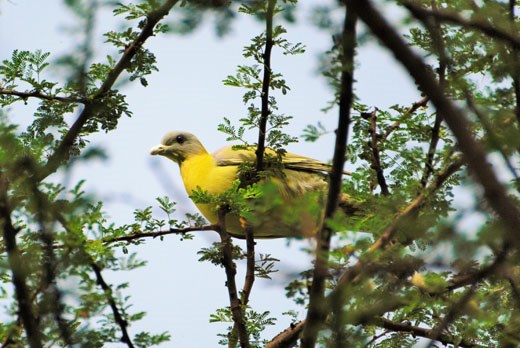 Maybe then she will reveal herself—the Yellow-footed Green Pigeon generally avoids the company of humans.  