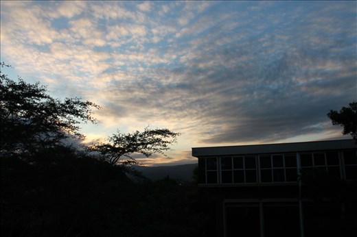 Clouds emerging from the tree, nature working together