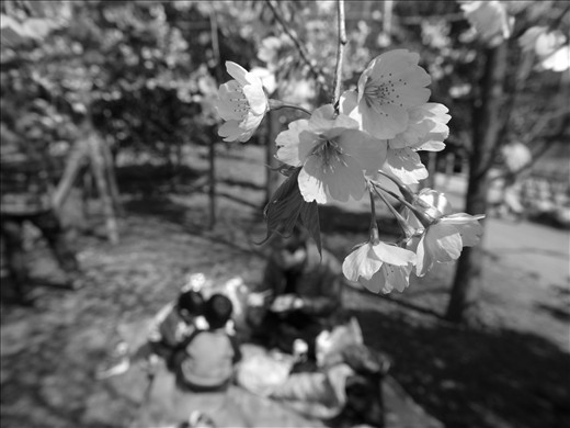 Manifestation of contentment, eating under Sakura tree and waiting for it to blossom.