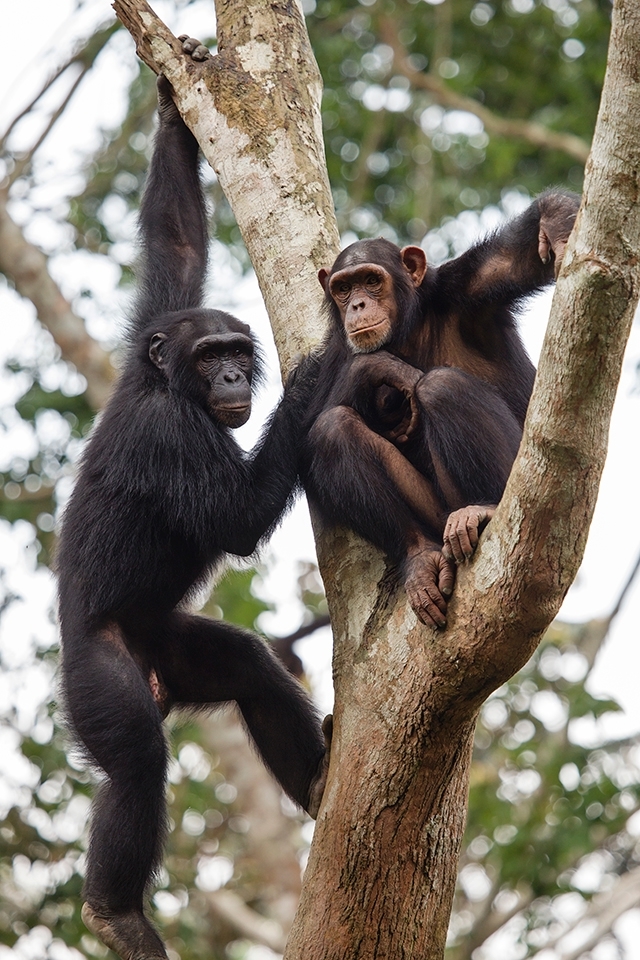 Juvenile chimpanzees Aidan and Achi, rescued as orphans of the illegal bushmeat industry, hang out in their forest home at the Mefou Park primate sanctuary in centre province, Cameroon.