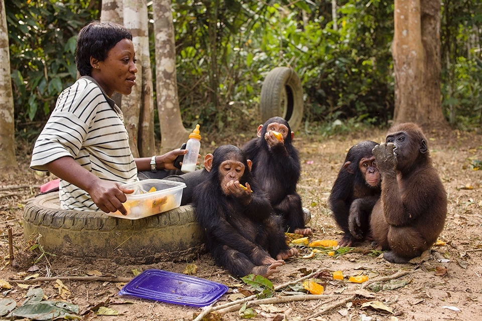 Infant arrivals at the sanctuary require round-the-clock care until they can be introduced into a family group. Here, under the watchful eye of their caregiver Kristie, chimps Mac and Mbia enjoy some fruit, whilst their friend Ayisha checks out what Chickaboo the gorila has for lunch. All of the infants in this image experienced the deaths of family members at the hands of poachers.