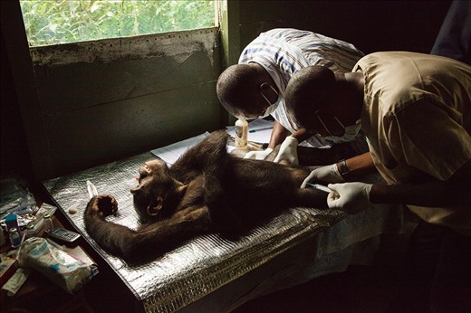 Electricity is a luxury that can't always be relied on at the sanctuary, so work is sometimes carried out in improvised surroundings. Vets Yusuf and Djibri carry out a health-check on a young chimpanzee, who, amongst other things, will be tested for TB. Chimpanzees are susceptible to many human diseases and measures such as these help to ensure that the population of the sanctuary remains healthy at all times.