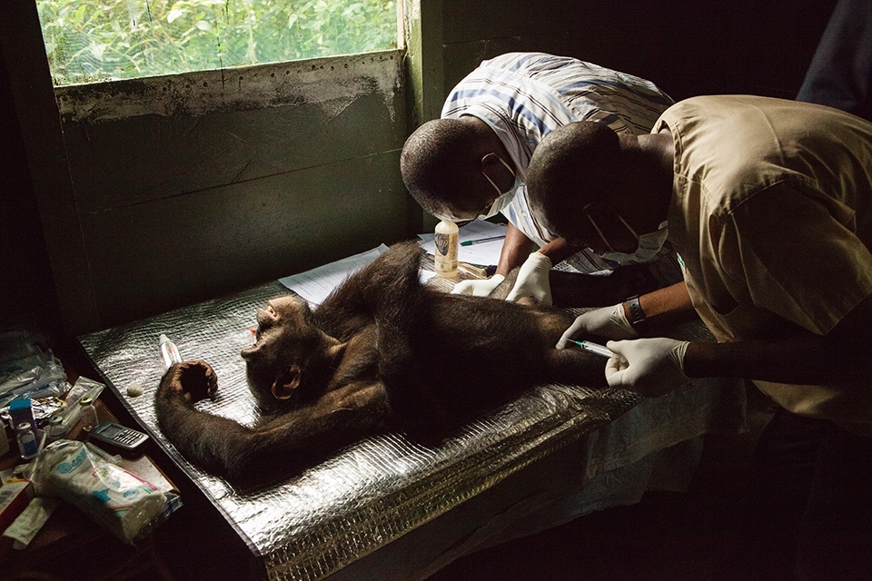 Electricity is a luxury that can't always be relied on at the sanctuary, so work is sometimes carried out in improvised surroundings. Vets Yusuf and Djibri carry out a health-check on a young chimpanzee, who, amongst other things, will be tested for TB. Chimpanzees are susceptible to many human diseases and measures such as these help to ensure that the population of the sanctuary remains healthy at all times.