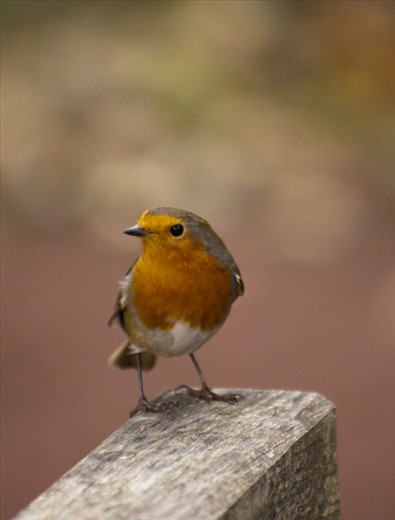 Not afraid and singing at the top of its voice this little robin performed in The Pinetum.   