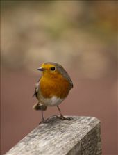 Not afraid and singing at the top of its voice this little robin performed in The Pinetum.   : by biddulph, Views[192]