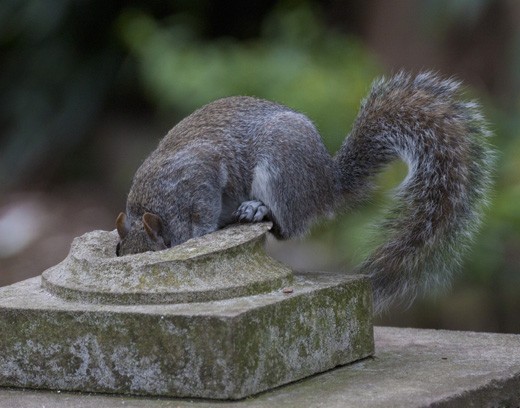 Whilst walking through the gardens I was treated to this quirky little shot. I had to be very quiet and patient to get the best shot.
