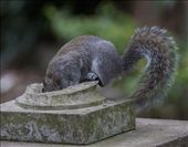 Whilst walking through the gardens I was treated to this quirky little shot. I had to be very quiet and patient to get the best shot.: by biddulph, Views[173]