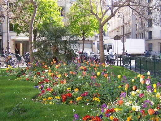 Paris -- palm tree in garden