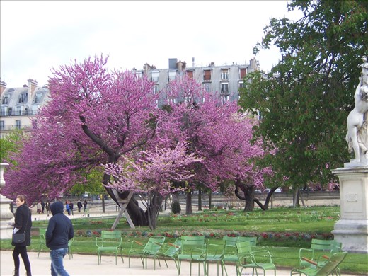 Paris -- Flowering tree in the Jardin des Tuileries