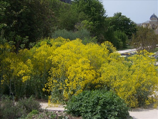 Paris -- Jardin des Plantes.04