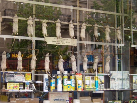 Paris -- rats hanging in exterminator's front window -- part of yesterday's haul