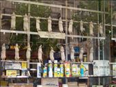Paris -- rats hanging in exterminator's front window -- part of yesterday's haul: by billh, Views[304]
