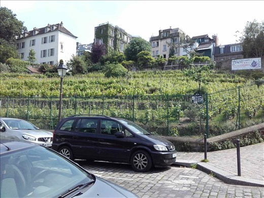 Paris -- Clos Montmartre -- active vineyard dating from 1933