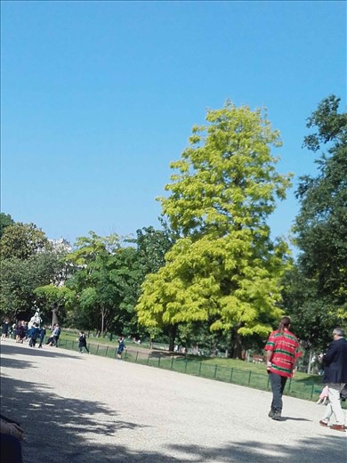 Paris -- Parc Monceau -- leafy tree and school kids