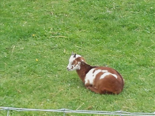 Marie Antoinette's Hamlet.14